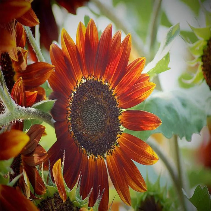 Sunflower Infrared Mix Seeds